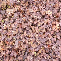 Acaena inermis 'Purpurea'